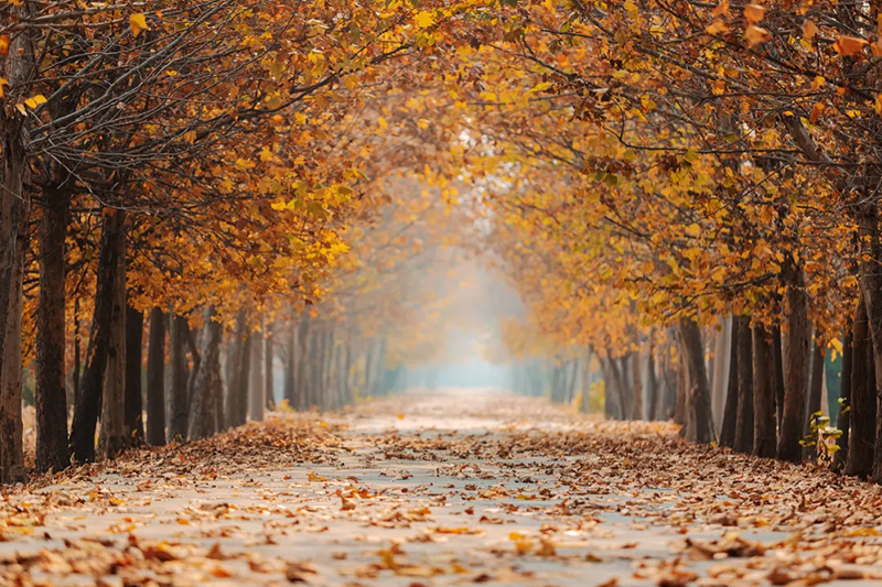 今日寒露，附藏在校園里的秋日果實
